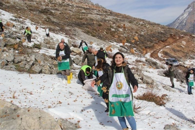 Pozantı’da sedir tohumları toprakla buluştu
