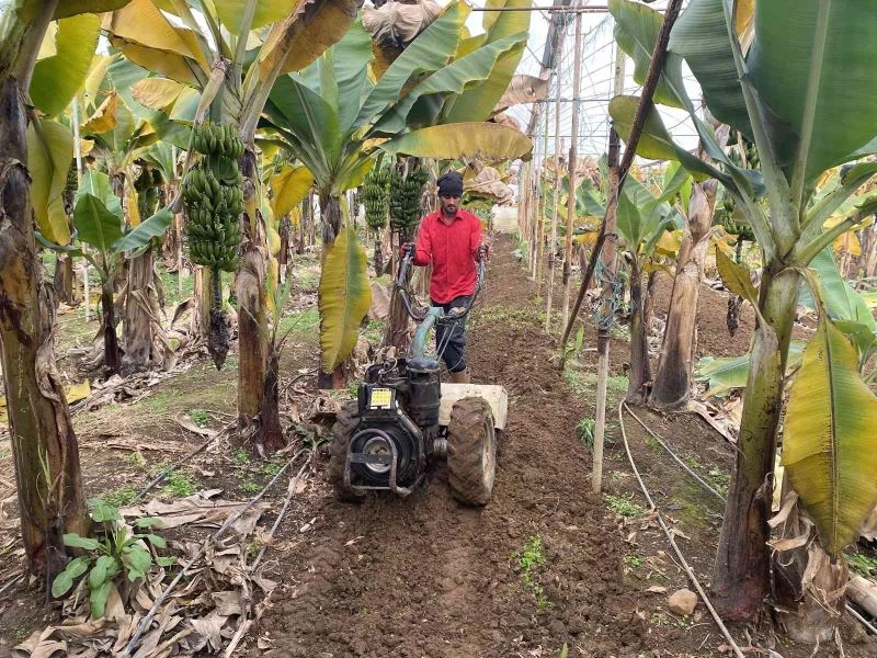 Muz seralarına yeni sezon hazırlık çalışmaları başladı
