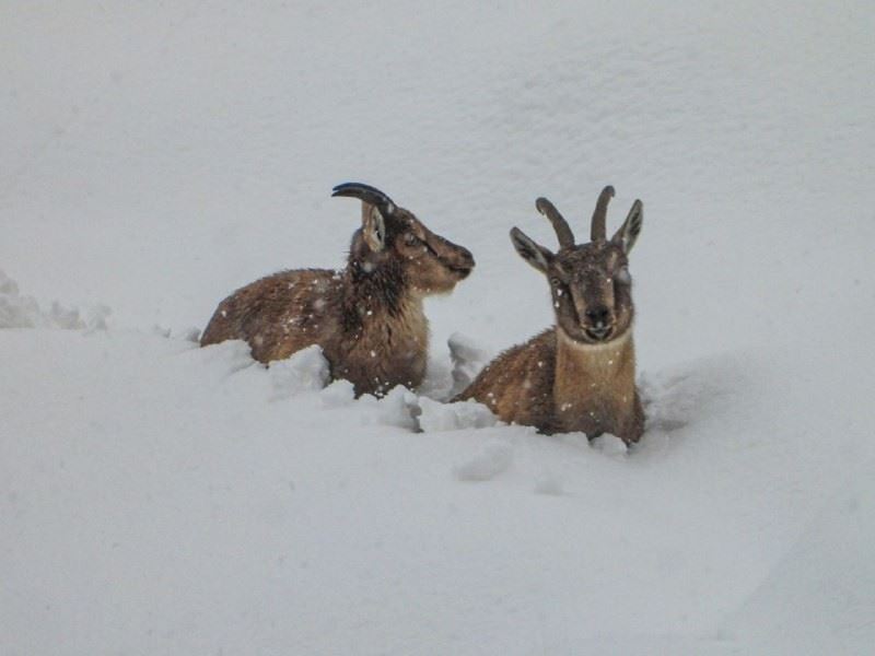 Yaban keçilerinin yoğun karda karınlarını doyurma mücadelesi
