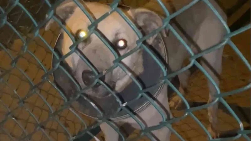 Boynu çöp kovasının demir halkasına sıkışan köpek kurtarıldı
