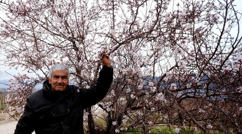 Manisa’ya erken gelen bahar üzüm üreticilerini endişelendirdi
