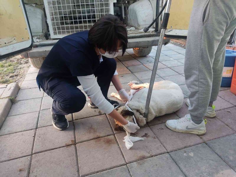 Kümesteki hayvanlarına saldıran köpeği tüfekle yaraladı
