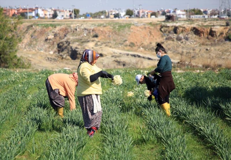 Torosların eteğinde yetişen nergis çiçeği kadınların ekmek kapısı oldu