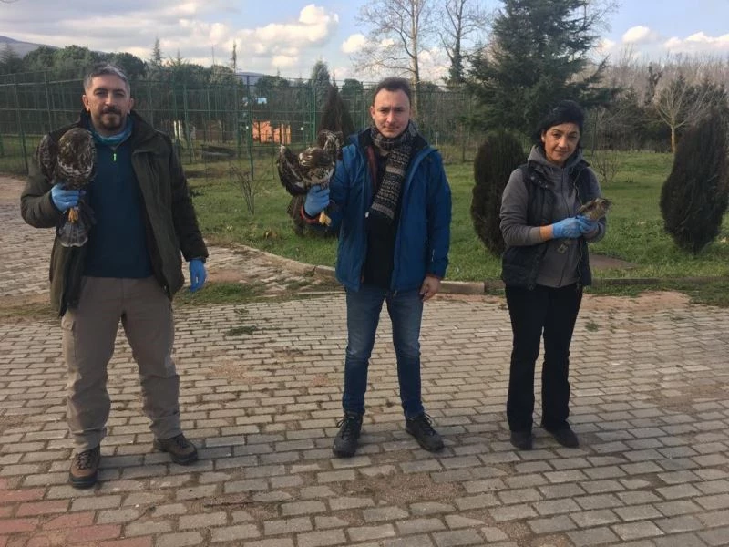 Tedavi edilen 335 hayvan doğaya salındı
