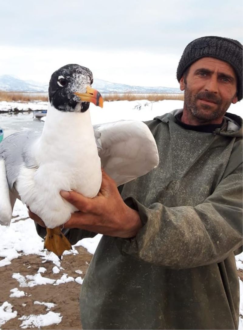 Beyşehir Gölü’nde ağa takılan martıyı balıkçı kurtardı
