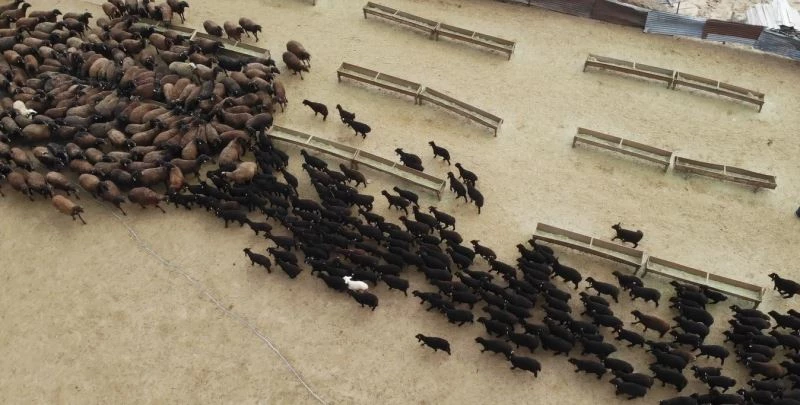 Bingöl’de baharın habercisi kuzular anneleriyle buluştu
