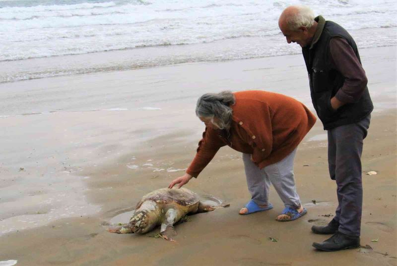 Mersin’de ölü Caretta Caretta plaja vurdu
