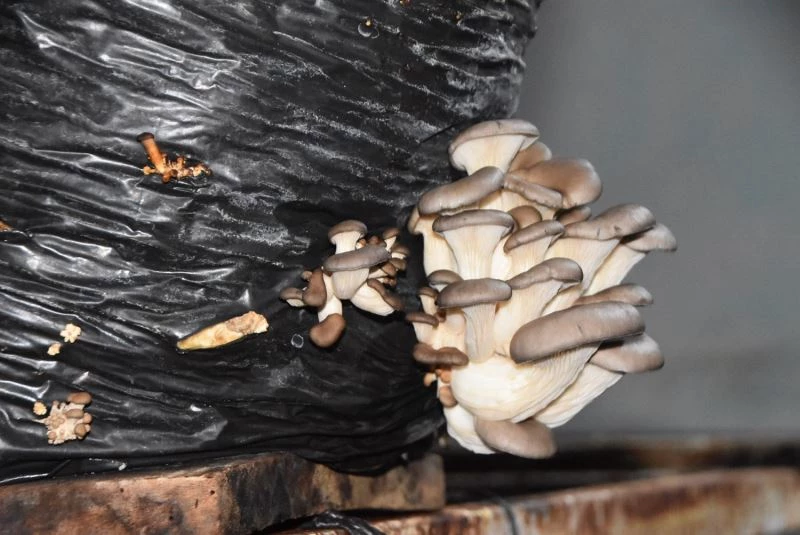 Okuduğu ilkokulun binasını kiralayıp mantar üretimi yaptı
