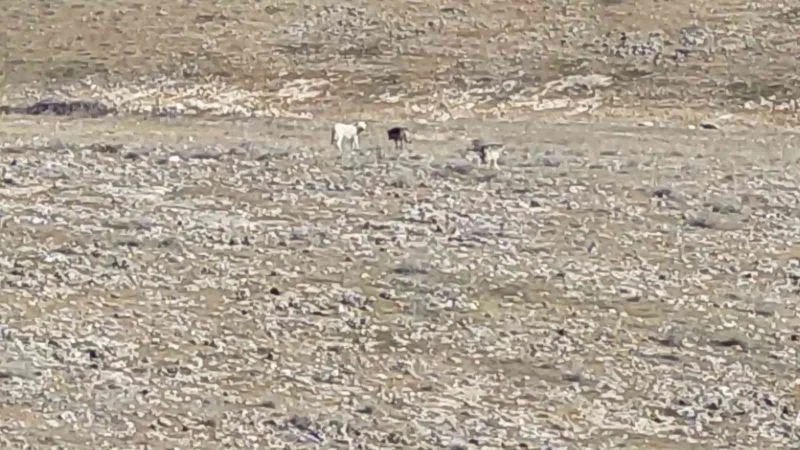 Kurt sürüsünün içerisinde  çoban köpeklerini görenler şaşırdı
