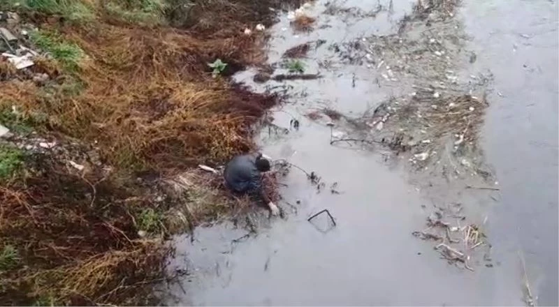 Debisi yükselen Yeşilırmak’ta balıklar kıyıya vurdu
