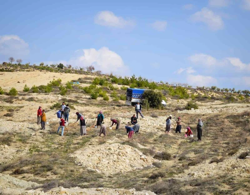 “Aroma Tadında Orman” dikimi tamamlandı
