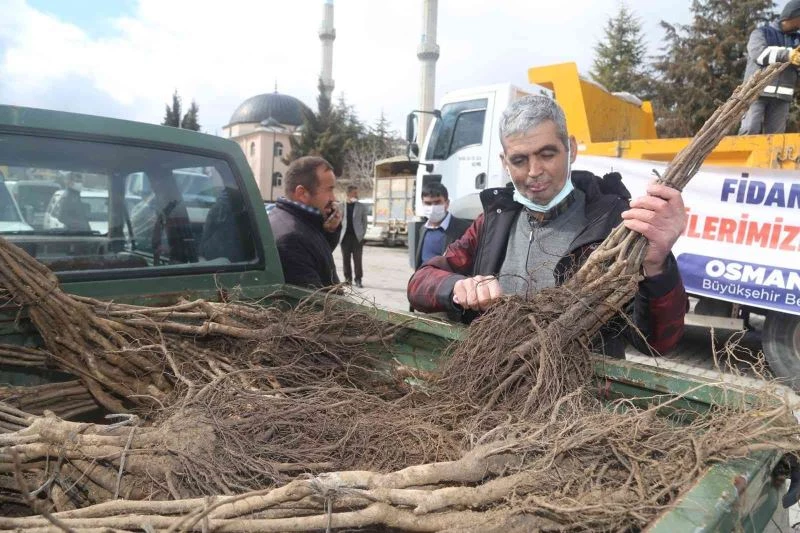 Çameli’nde ceviz üretim alanları genişletiliyor
