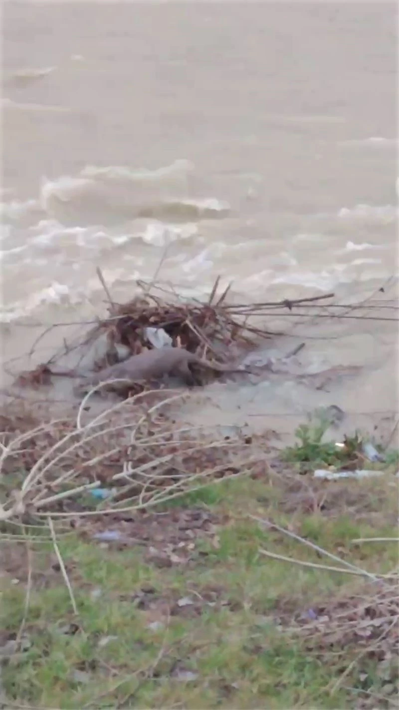 Nesli tükenmek üzere olan su samurları Araç Çayı’nda görüntülendi
