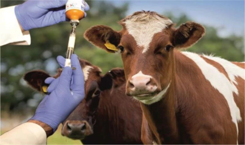 Şap hastalığıyla mücadele için aşılama kampanyası başlatıldı
