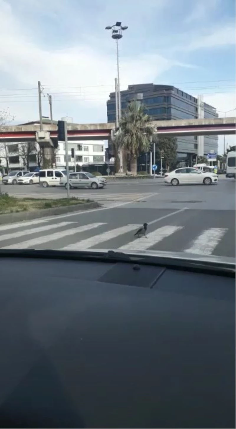 Yeşilde yaya geçidinden yürüyerek geçen karga şaşırttı
