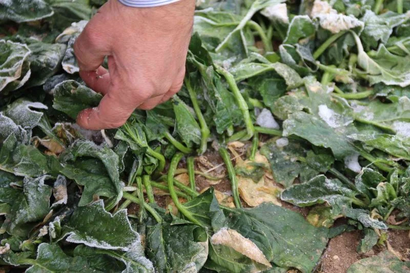  Çiftçinin toprağı dondu ürünlerin fiyatı arttı

