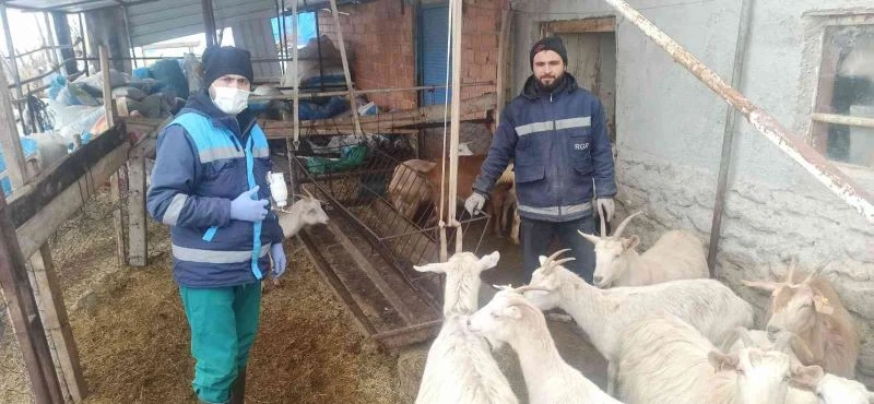 Kütahya’da anaç koyun keçi tespit işlemleri ve çiçek aşılamaları
