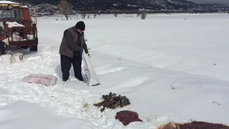 Balıkçıl kuşlar ve yırtıcı hayvanlar için doğaya yiyecek bırakıldı
