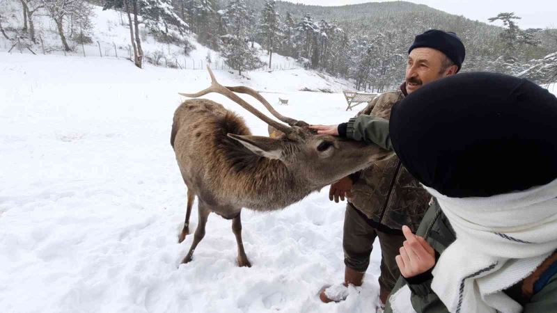  Kızıl geyikler doğa tutkunlarını çok sevdi
