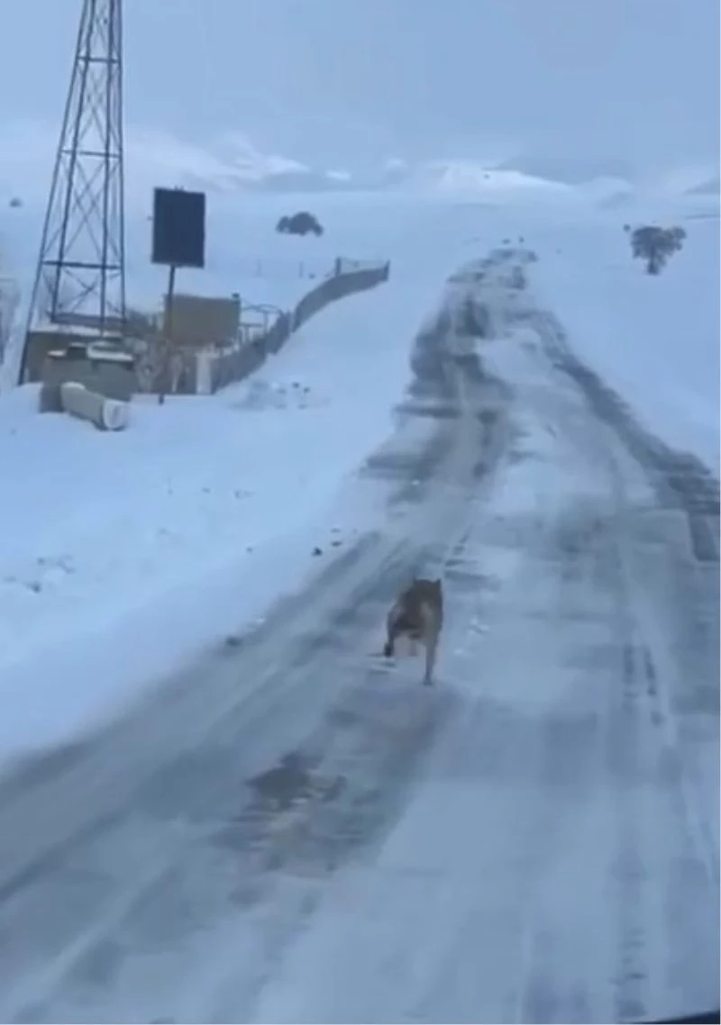 Köy yolunda son sürat koşan kurt kameraya takıldı
