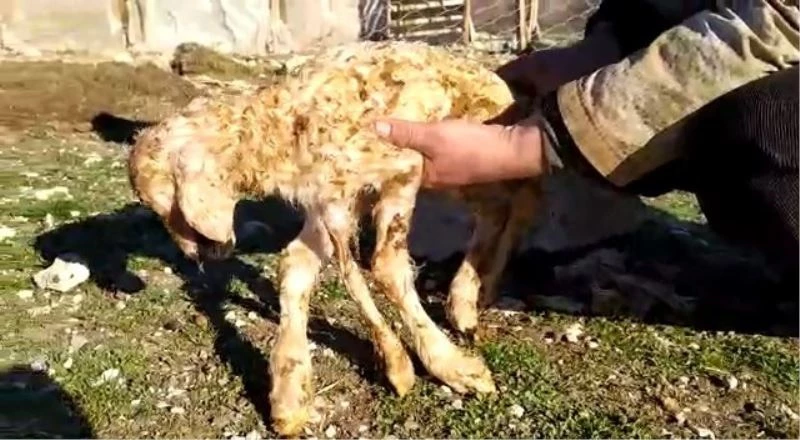 5 ayaklı kuzu görenleri şaşkına çevirdi
