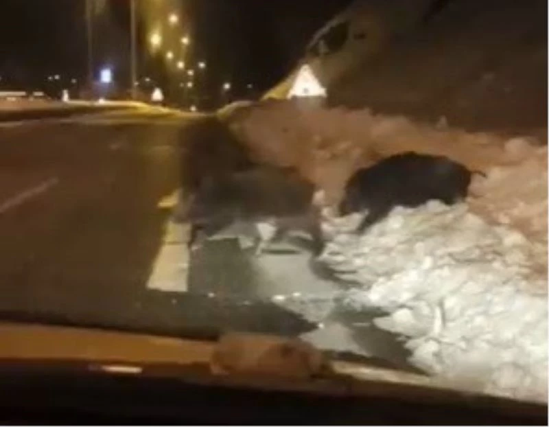 Bingöl’de yaban domuzları yerleşim yerlerine kadar indi
