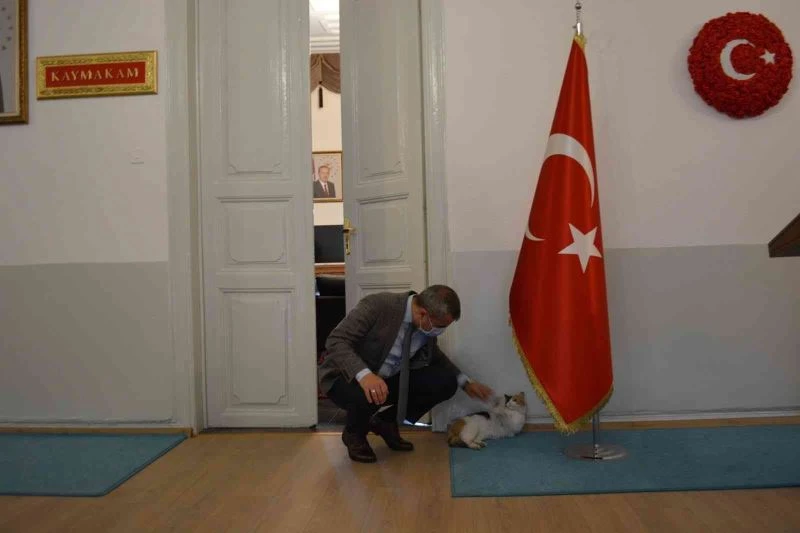 Erdek Kaymakamı Atasoy’dan kediye şefkat eli
