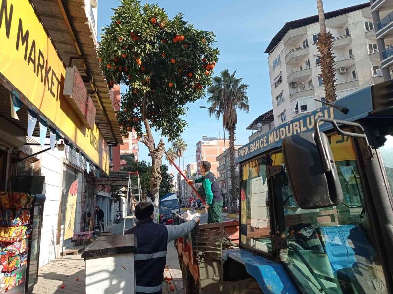 Nazilli’de toplanan turunçlar öğrencilere burs oluyor
