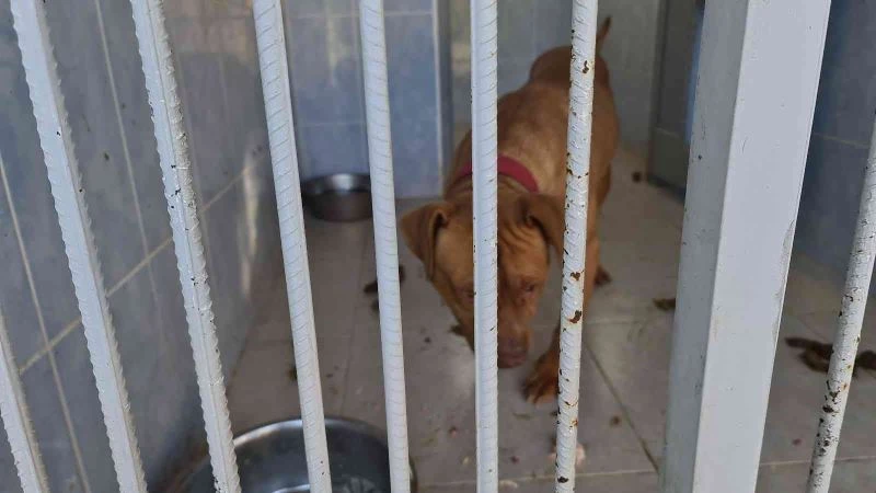 Yasaklı ırk köpek besleyen ve hayvana eziyet eden 6 kişiye 35 bin 802 TL ceza
