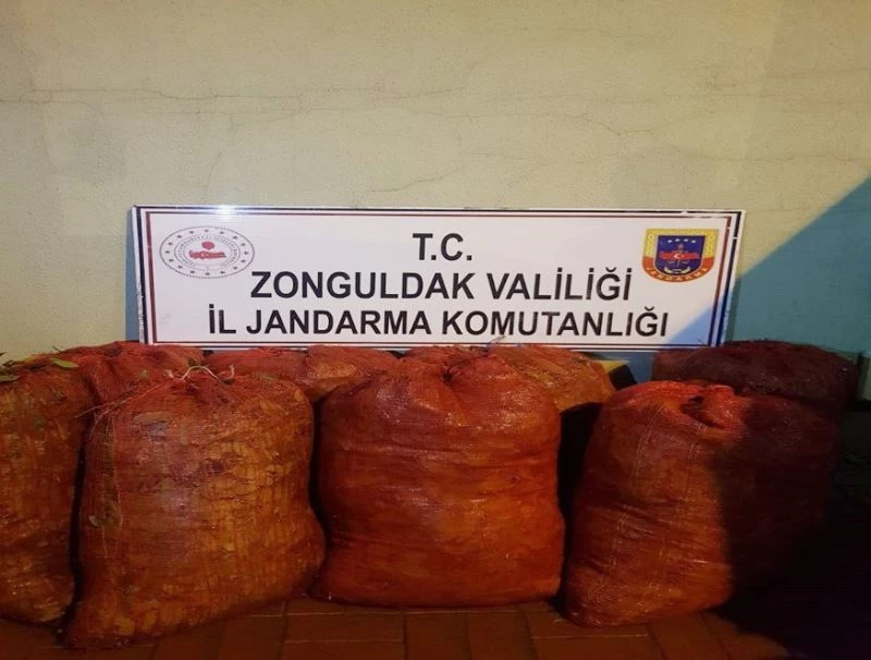 Jandarma ekiplerinde kaçak defne yaprağı operasyonu

