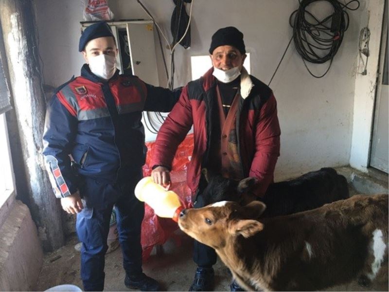 Çalınan büyükbaş hayvan jandarma ekiplerince bulunup sahibine teslim edildi
