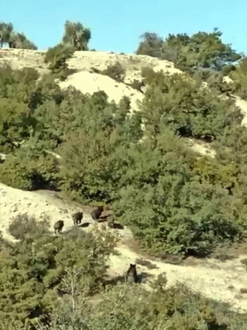 Çoban köpeği, domuz sürüsünü kovaladı
