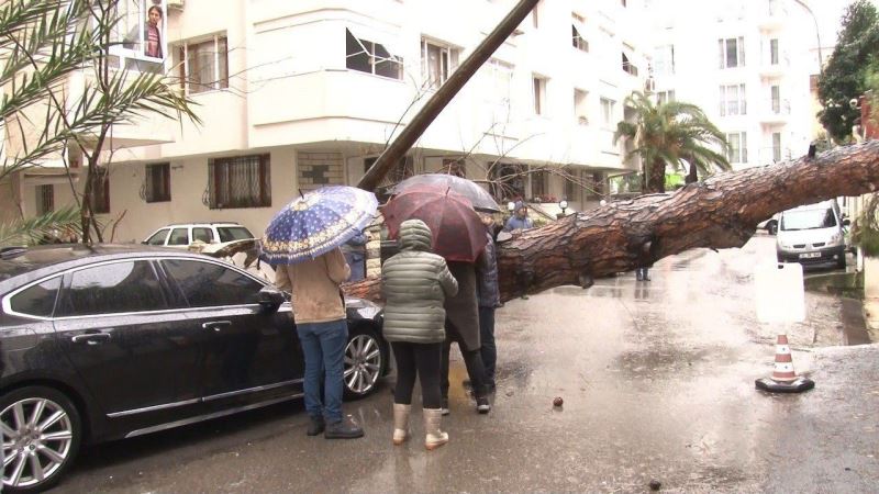 Maltepe’de rüzgarın etkisiyle dev ağaç milyonluk otomobilin üzerine devrildi
