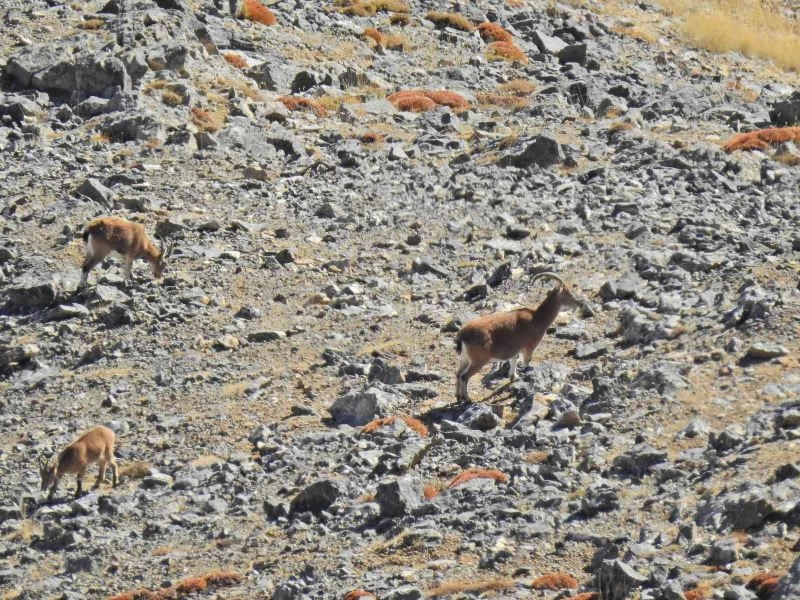 Aladağlar’da yaban keçisi sayısı 2 bin 362’ye yükseldi
