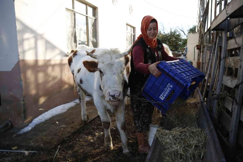 Konyaaltı’nda doludan zarar gören hayvancılara Büyükşehir’den destek
