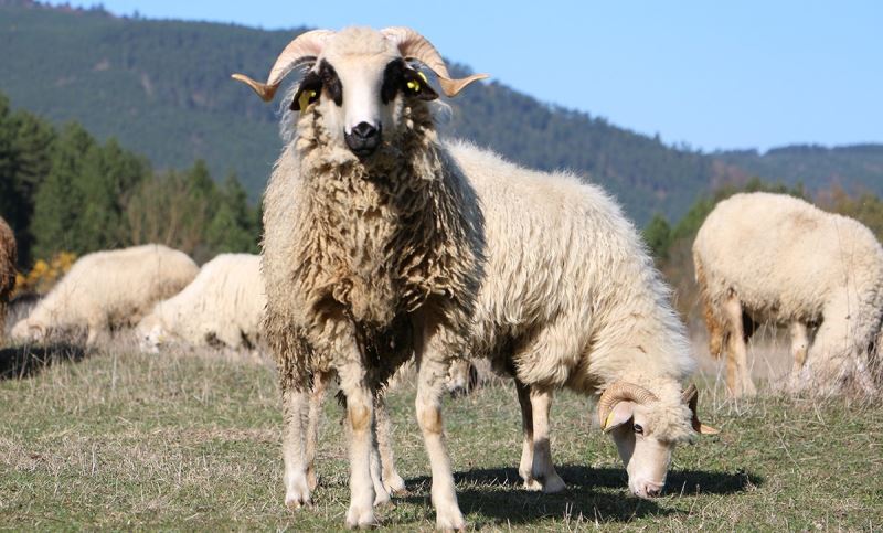 Bolu’da, sertifikalı çobanlık kursu açılacak

