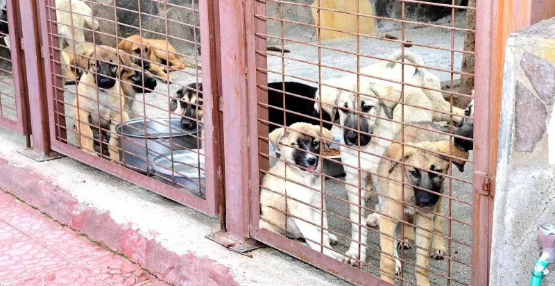 Restoranlarda artan yemekler çöpe değil barınağa gidecek

