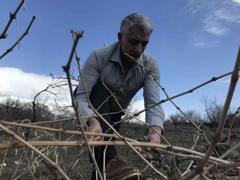 Tescilli Cimin üzümü mesaisi başladı

