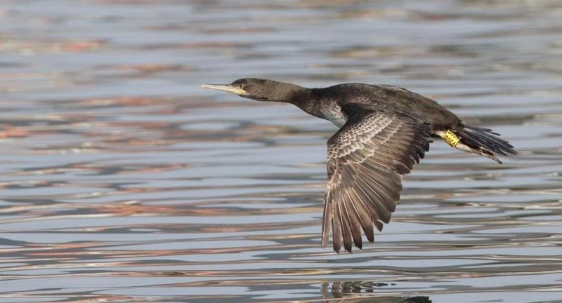 Bulgaristan’da halkalanan tepeli karabatağı Zonguldak’ta görüntüledi
