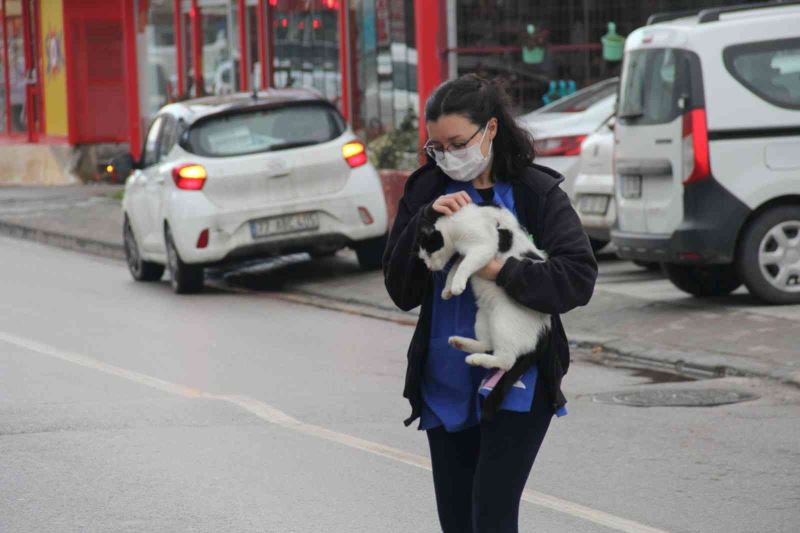 Sokak kedilerine veteriner kliniklerinin kapısı ücretsiz açılıyor
