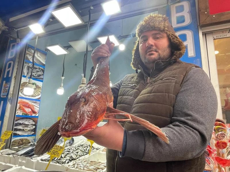 Bu kırlangıç balığı 800 TL
