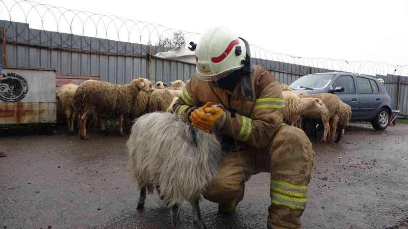 Kartal’da adak kurban satış yerinde yangın çıktı, hayvanlar son anda kurtarıldı
