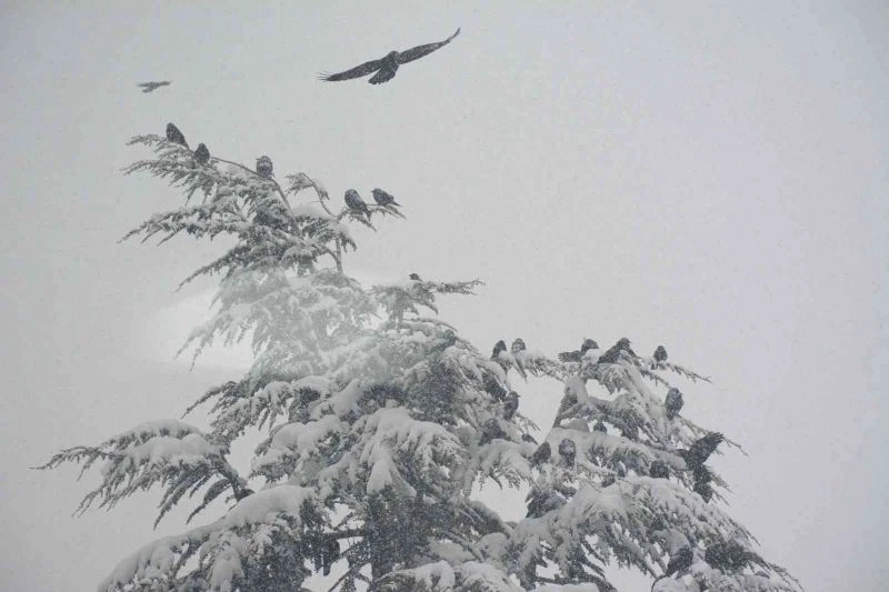 Kuşların karla imtihanı
