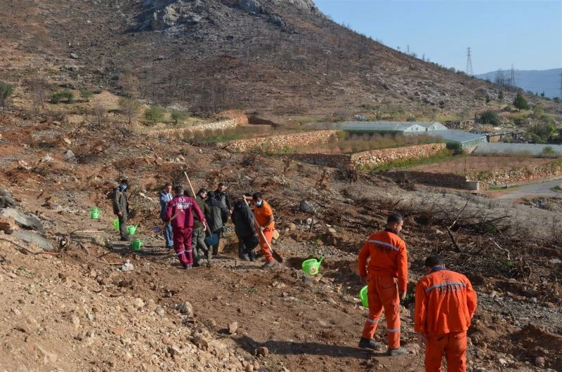 Aydıncık’ta yanan alanlara 70 bin keçiboynuzu fidanı dikildi
