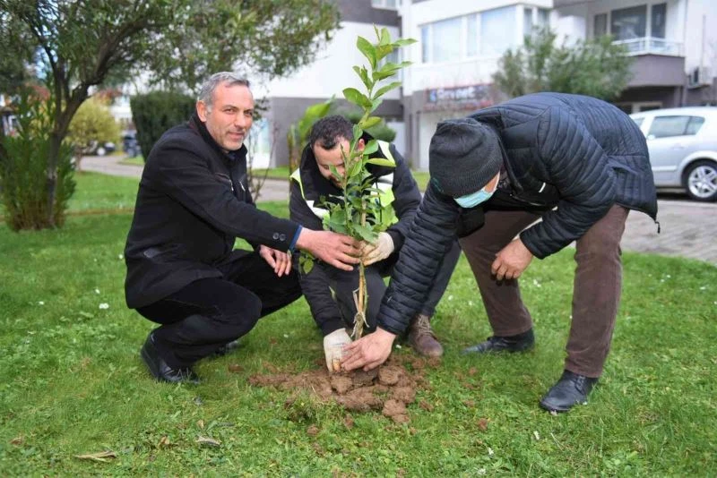Başkan Tören: “Kentimizin yeşil varlığını önemsiyoruz”
