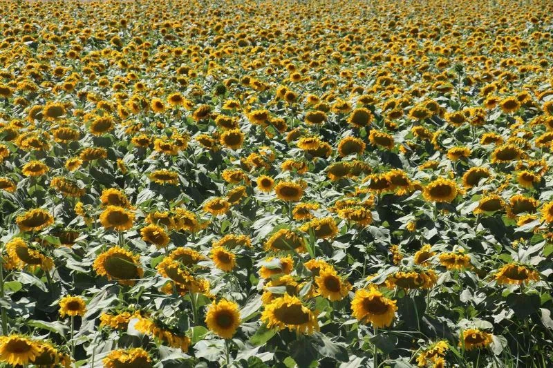 Domaniç, yağlık ayçiçeği ekiminde destekleme kapsamına alındı
