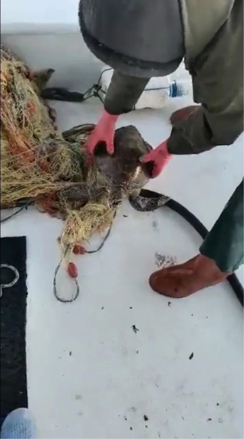 Yavru kaplumbağa ağa takıldı
