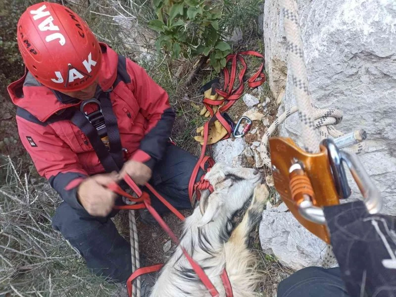 Kayalıklarda mahsur kalan hamile keçiye kurtarma operasyonu
