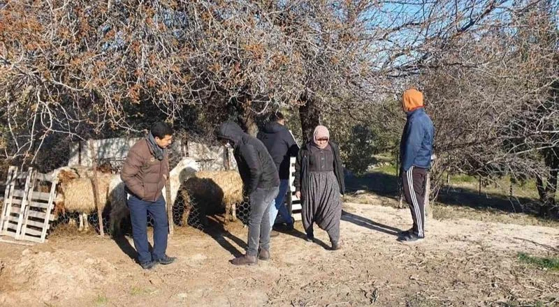 Mersin’de köpekler, 1 koyun ve 4 kuzuyu telef etti
