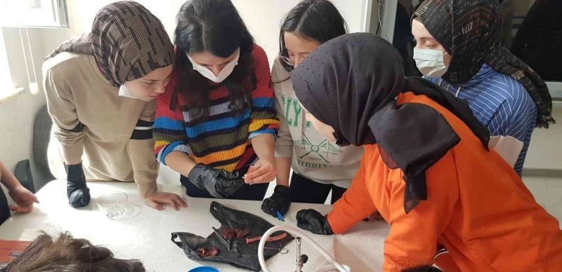 Lise öğrencileri kaz kalbi üzerinde deney yaptılar
